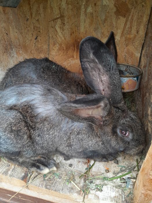 Vindem iepuri urias german, femele si masculi.