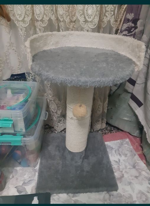 Lijanka mushuklarga qulay