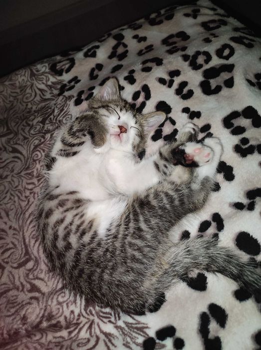 Котёнок в добрые руки 3 месяца