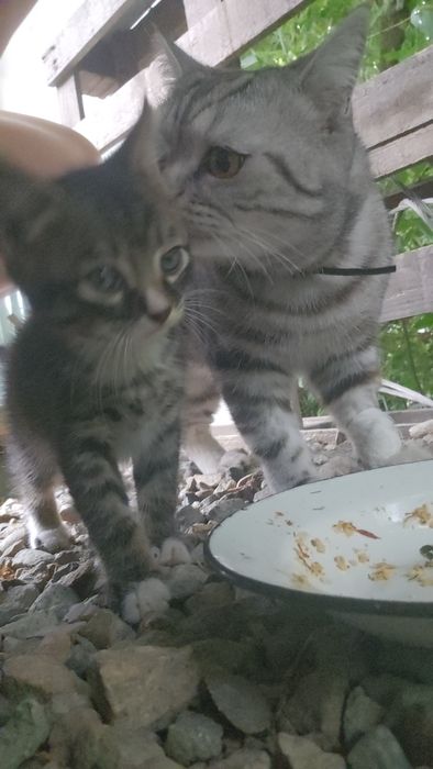 Котёнок. охотник. Крысолов. Мышелов