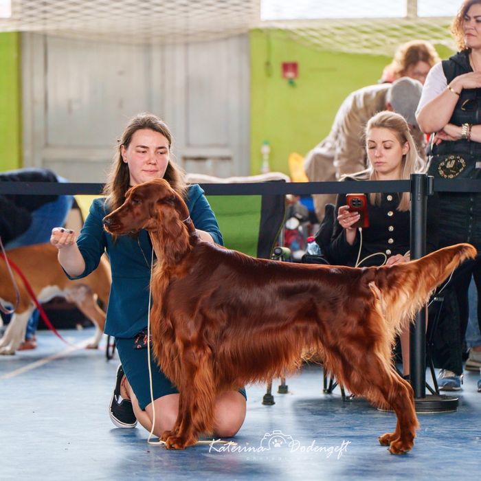 Кобель на вязку Ирландский сеттер