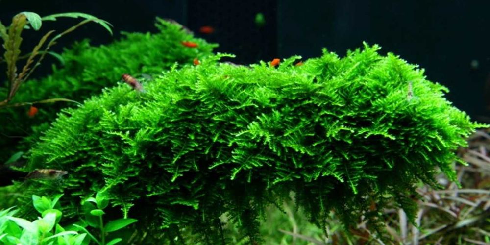 Plante acvariu Bucephalandra / Coral Moss / Muschi Fissidens Fontanus