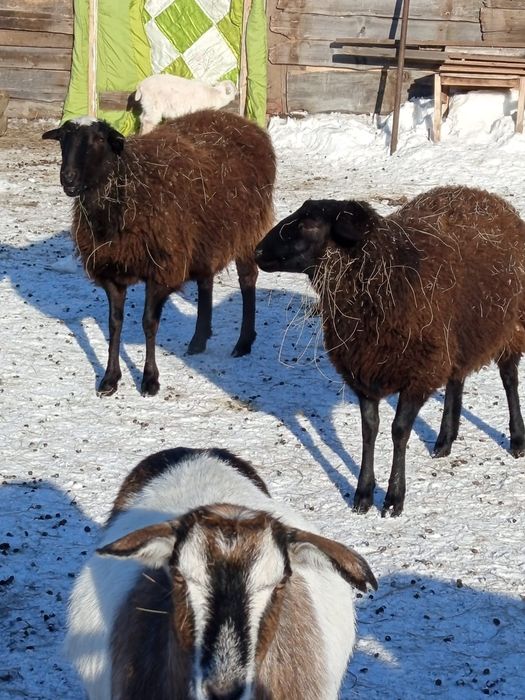 Продам баранов..