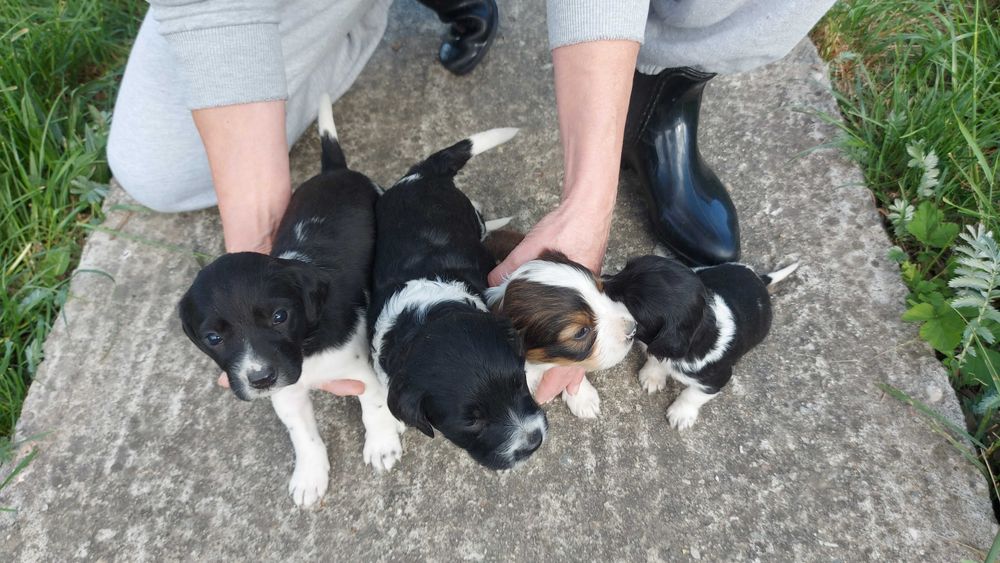 Catei pentru adoptie talie medie