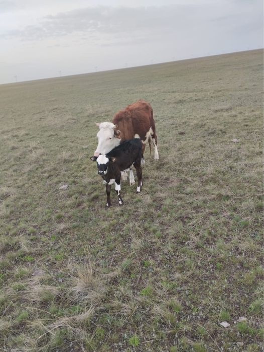 Сиыр 4 жасар ургашы бұзауымен