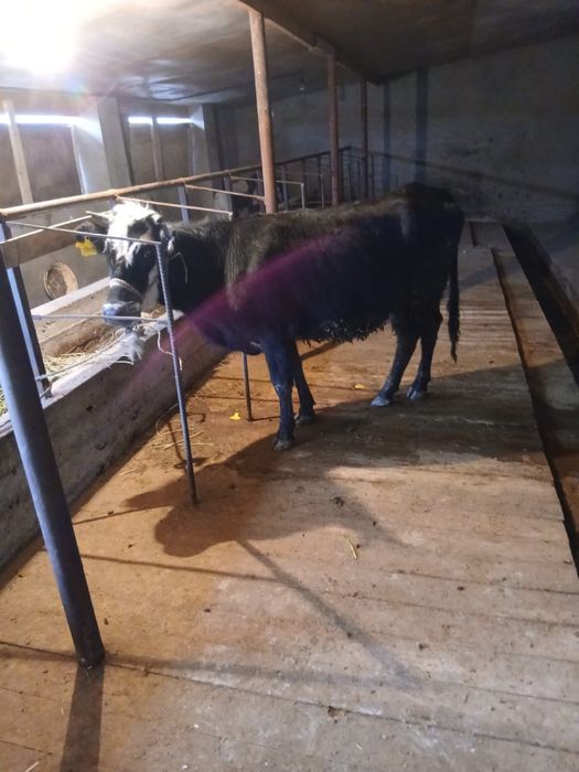 Байлау құнажын сатылады .