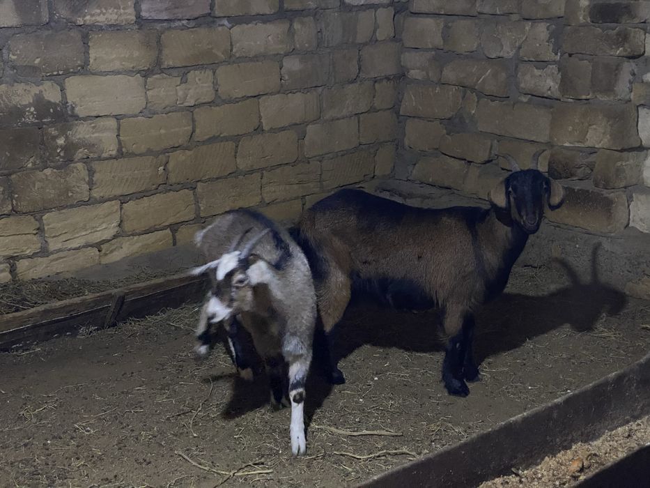 Занен ешкілер сатылады.