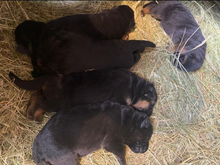 Pui ciobănesc german