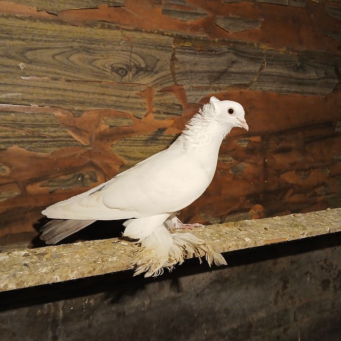 Прадам галубеи разных парод