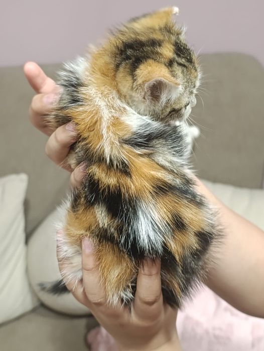 Котёнок ищет дом