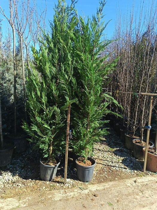 Plante ornamentale copacii Gazon rulou amenajam grădini