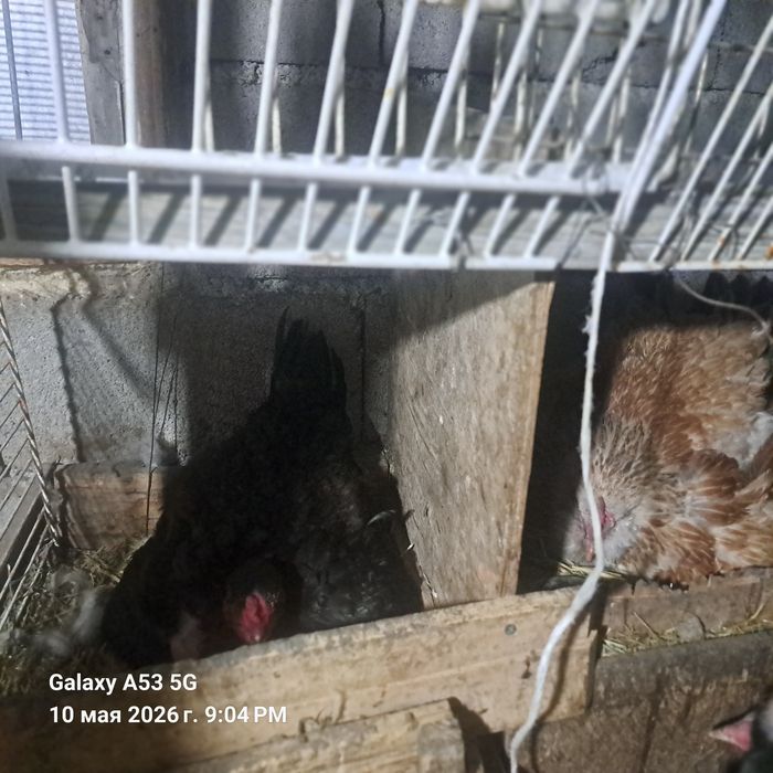 Продам домашних кур квочки