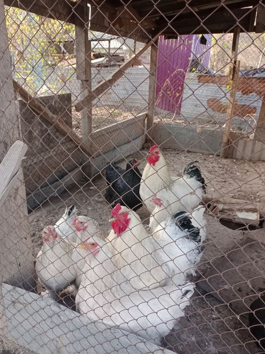 Продают Яйцо Светлая брамы