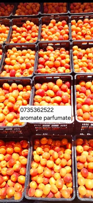 Caise aromate pentru țuică de casă