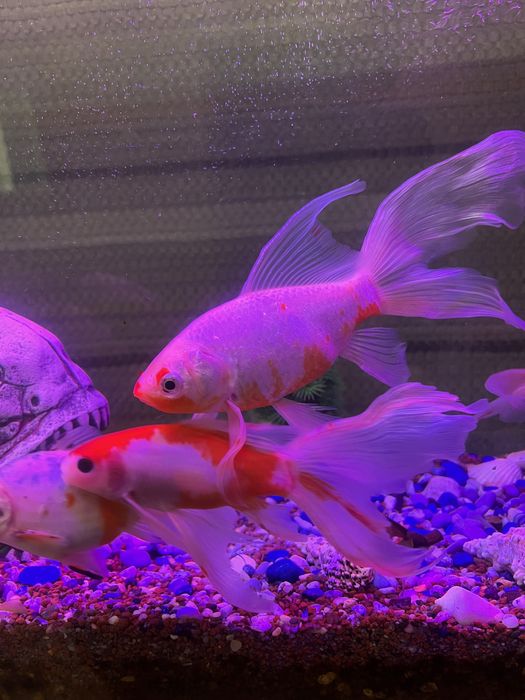 Продаются Рыбки кометы