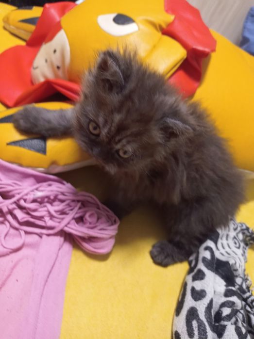 Мъжко персийско коте продавам