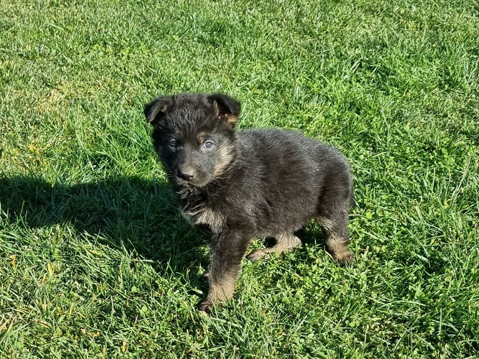 Малки немски овчарки