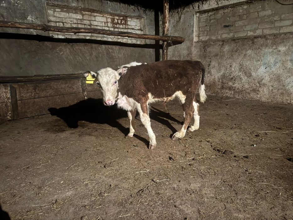 Продам бычка 2 месячный