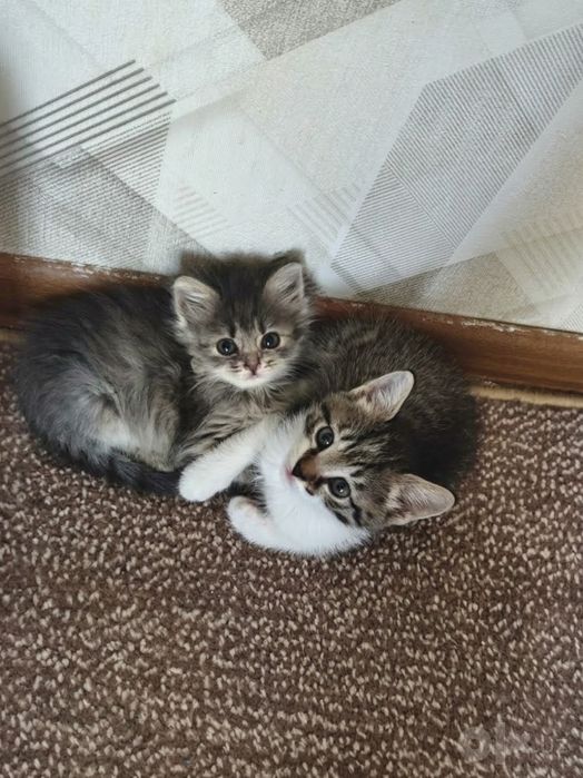 Красивые и умные котята бесплатно в добрые руки