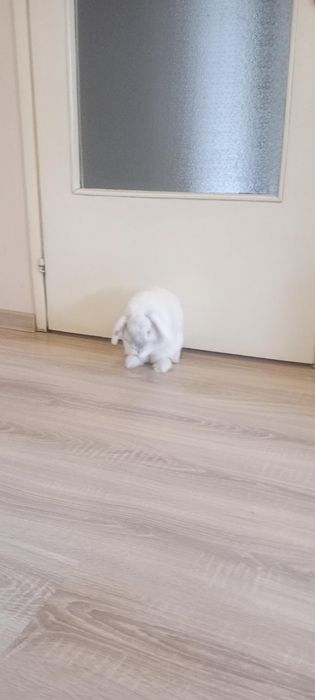 Подарявам зайче! с клетка!