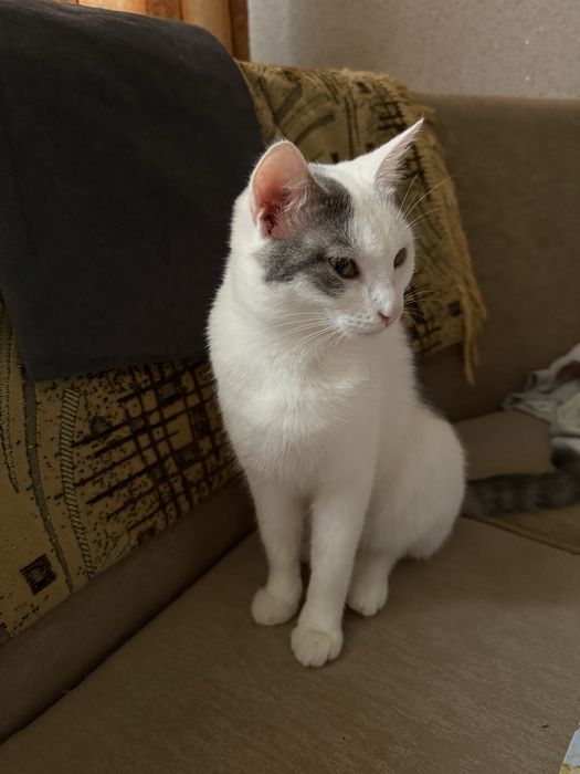 котенок в хорошие руки