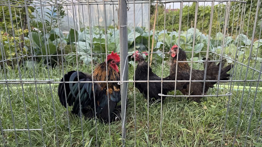 Perechi sau familii pasari pitice mii de flori