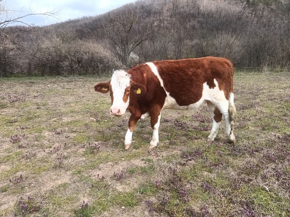 Vând doua juninci gestante