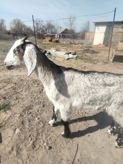 Продам англонубийского козлика