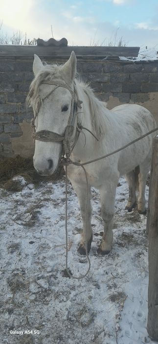 Жуас ат сатылады