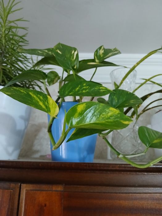 Комнатные цветы адаптированные