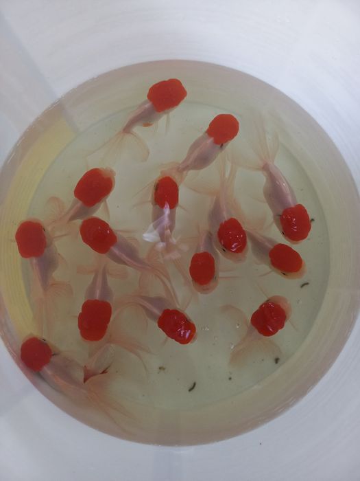 Akvarium va baliqlar dokoni