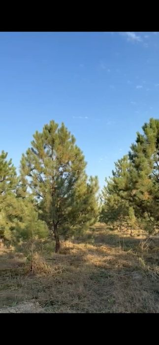 Сосна крымская 6,7 ,8 метров