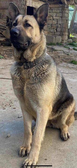 Кученцата на Афра и Рой