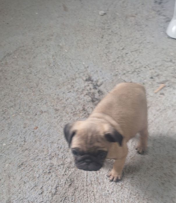 Продавам се мопсче