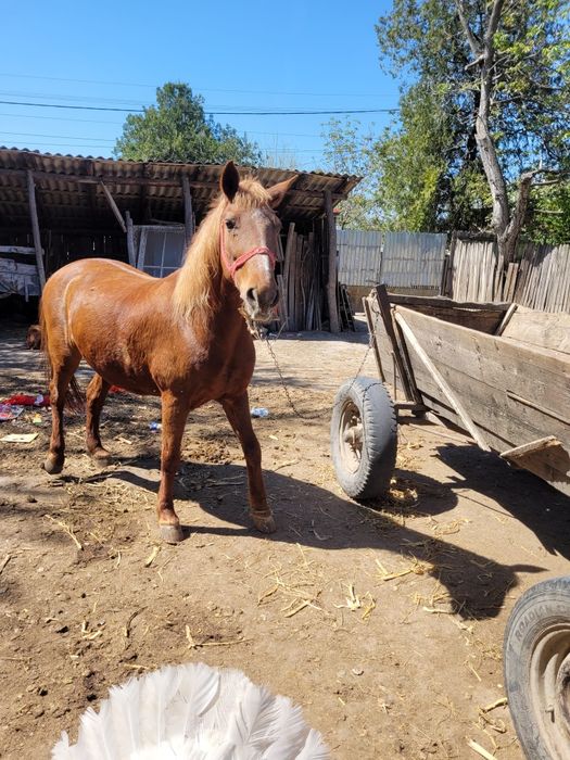 Iapă de vânzare în Dolj