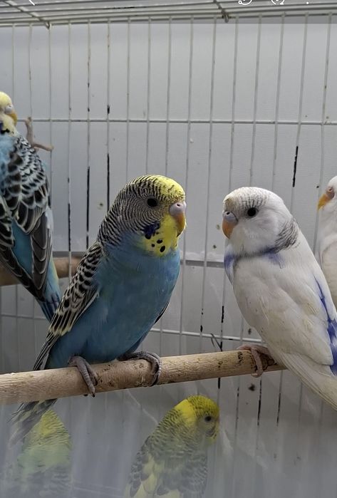 Попугаи волнистые