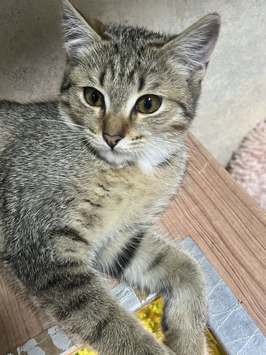 Отдам котенка в хорошие руки