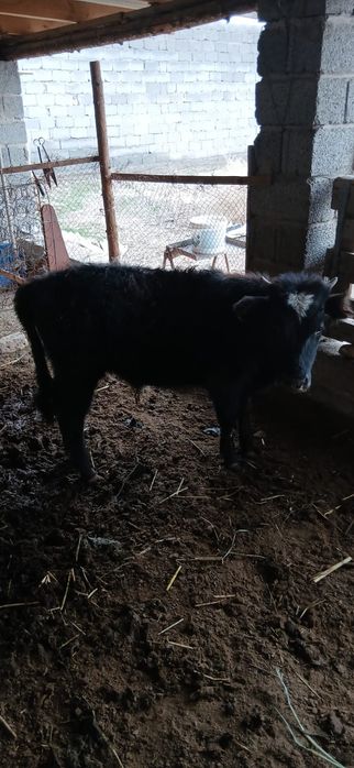 Өгізше 11 айлық.