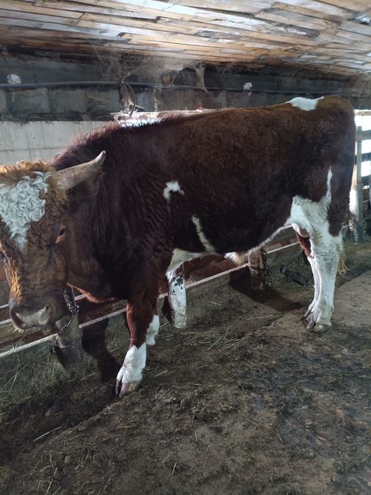 Симментал бык на племя