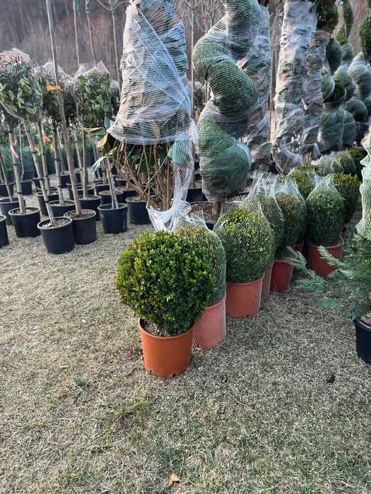 Plante pentru Gradini Amenajate Profesional