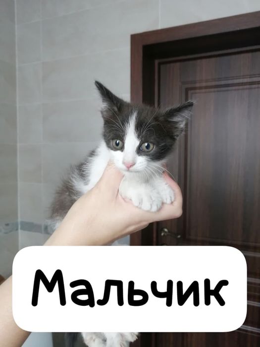 милые котята девочка, мальчики