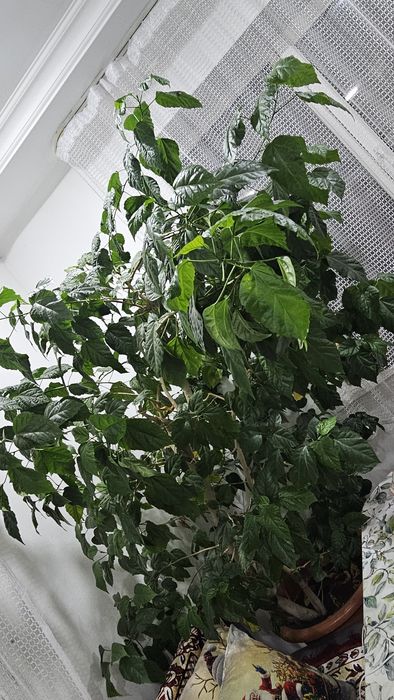Продам гибискус китайская роза