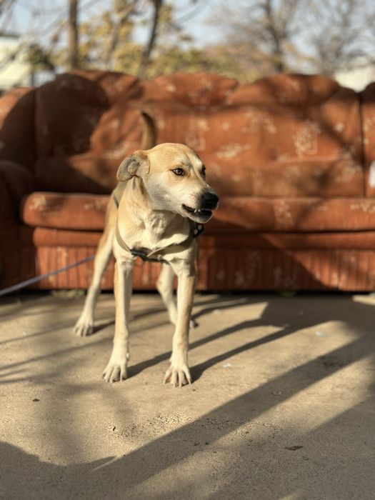 Лесси. Ищет семью очент добрая собака