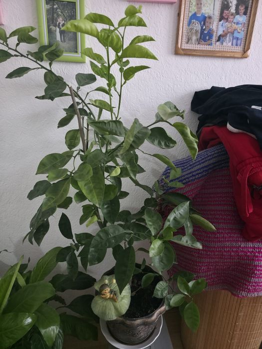 Продам цветы. Самовывоз