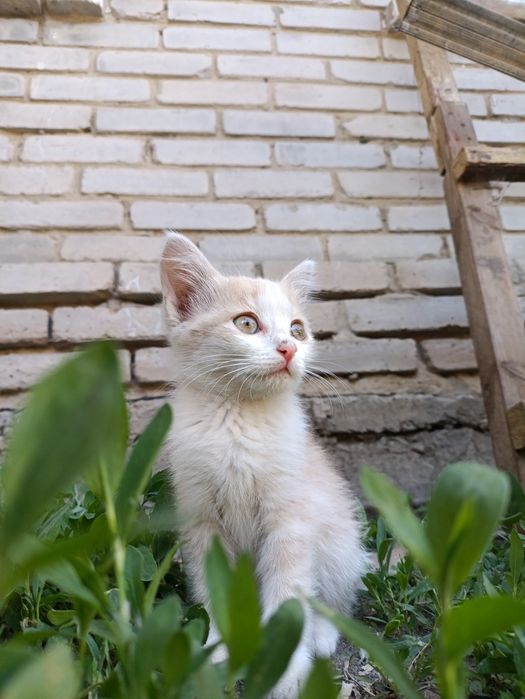 Котята мальчики, котята