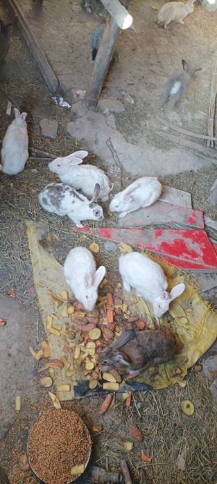 Куйон сотилади семиз 40 мин кг тарозига