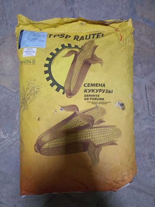 Продам семена кукурузы