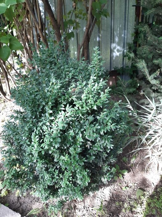 Самшит 5 кустов    .