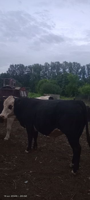 Продам быков 2 года