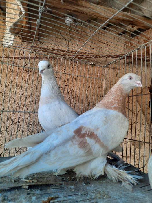 Голуби продаётся игра